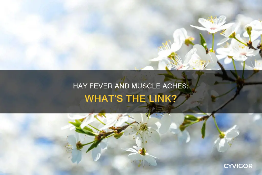 does hay fever cause muscle aches