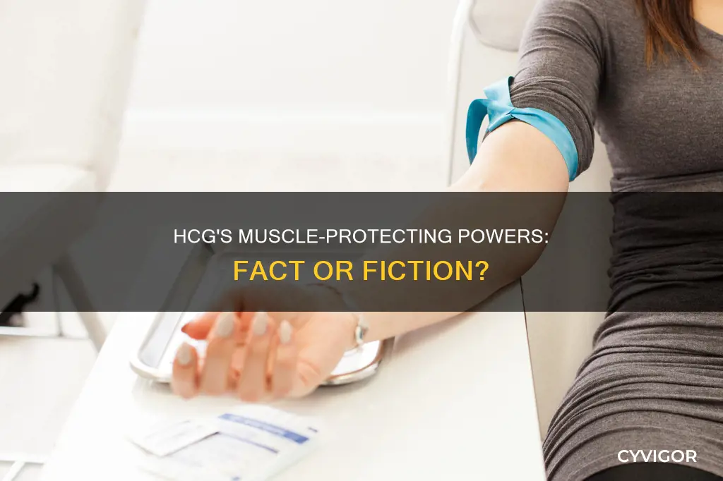does hcg protect muscle