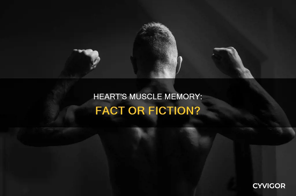 does heart have muscle memory