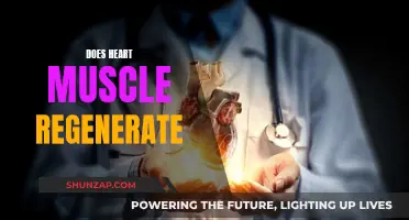 Heart Muscle Regeneration: Is It Possible?