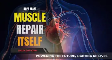 Heart Muscle Regeneration: Can Hearts Heal Themselves?