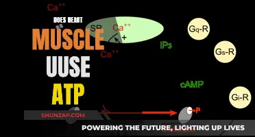 Heart Muscle and ATP: What's the Connection?