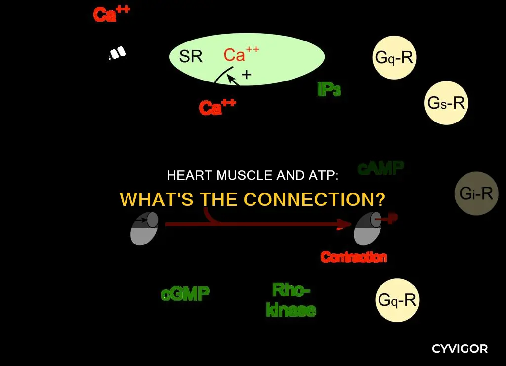 does heart muscle uuse atp