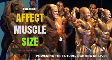 Exploring the Connection Between Height and Muscle Size: Facts and Myths