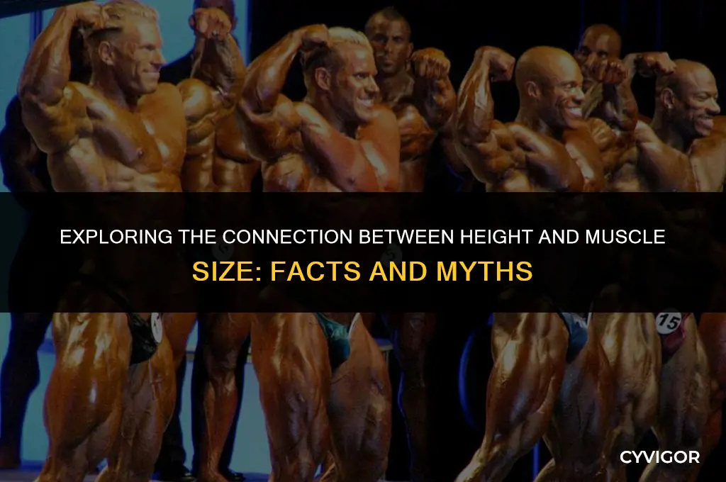 does height affect muscle size