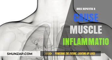 Hepatitis B: Muscle Inflammation and Its Connection