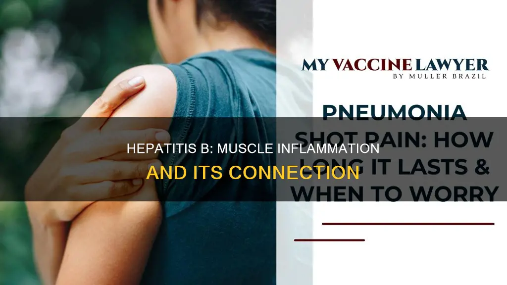 does hepatitis b cause muscle inflammation