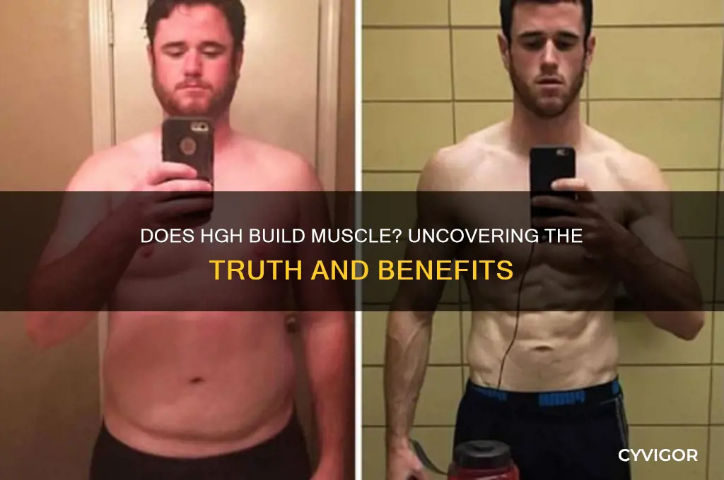 does hgh gain muscle
