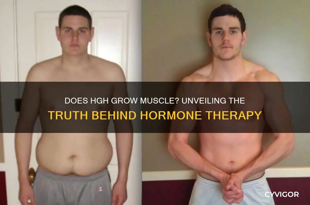 does hgh grow muscle