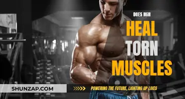HGH's Impact on Torn Muscle Recovery
