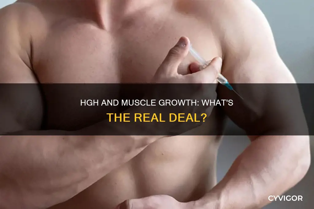 does hgh increase muscle