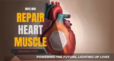 HGH's Potential to Heal Heart Muscle Damage