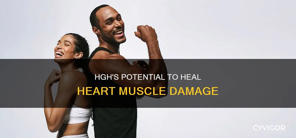 does hgh repair heart muscle