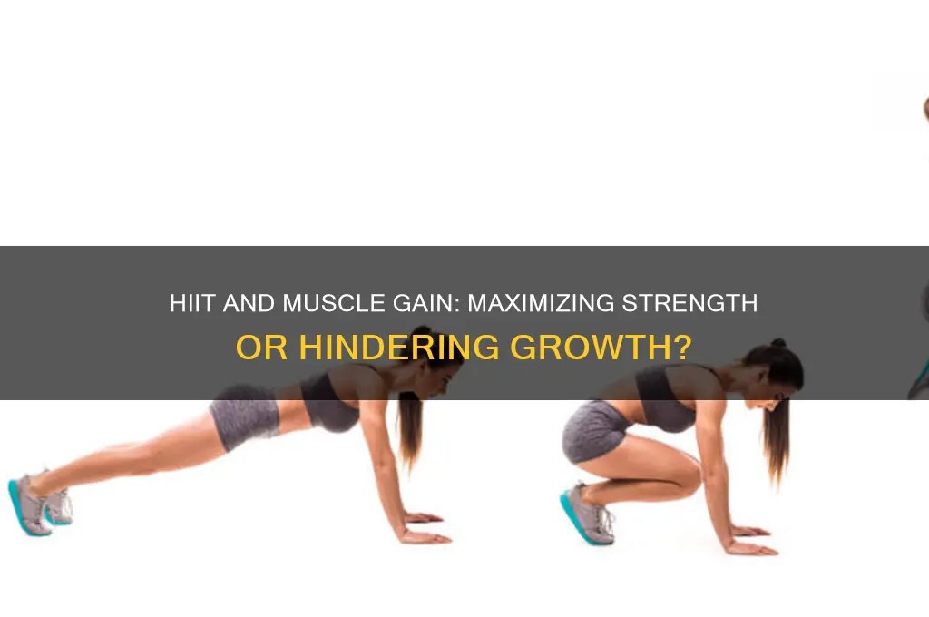 does hiit affect muscle gain
