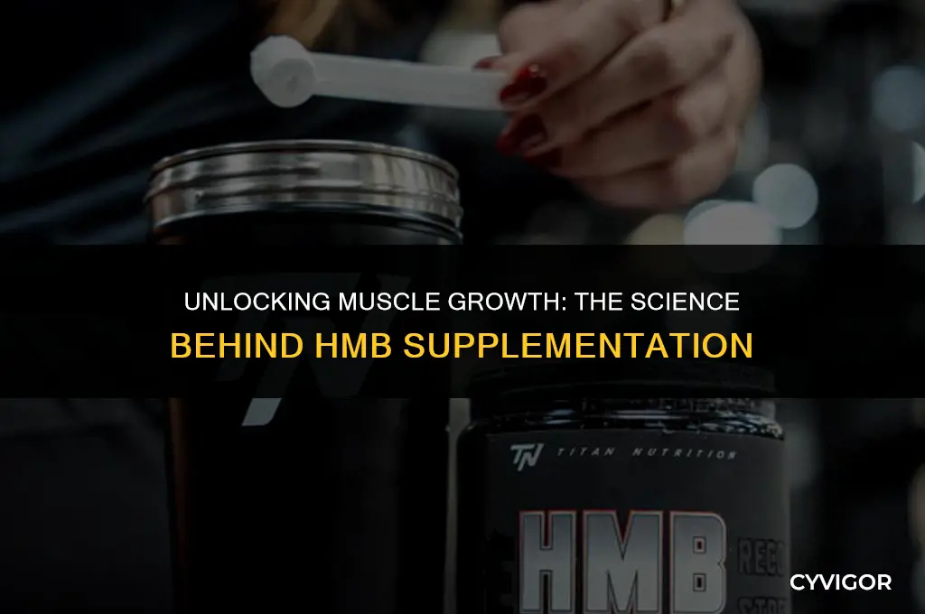 does hmb help build muscle