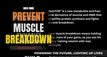 HMB's Role in Muscle Preservation: What's the Science?