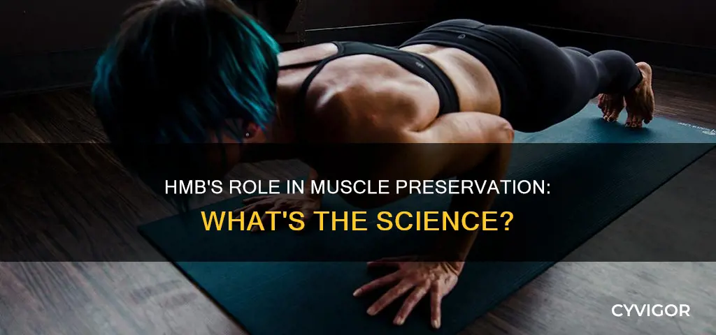 does hmb prevent muscle breakdown