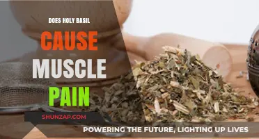Holy Basil: Muscle Pain or Relief?