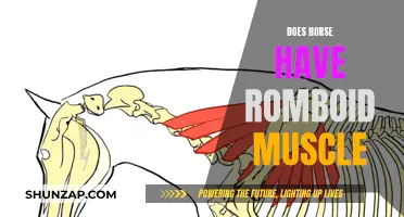 Horse Anatomy: Unlocking the Mystery of the Rhomboid Muscle