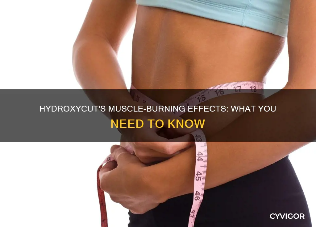 does hydroxycut burn muscle