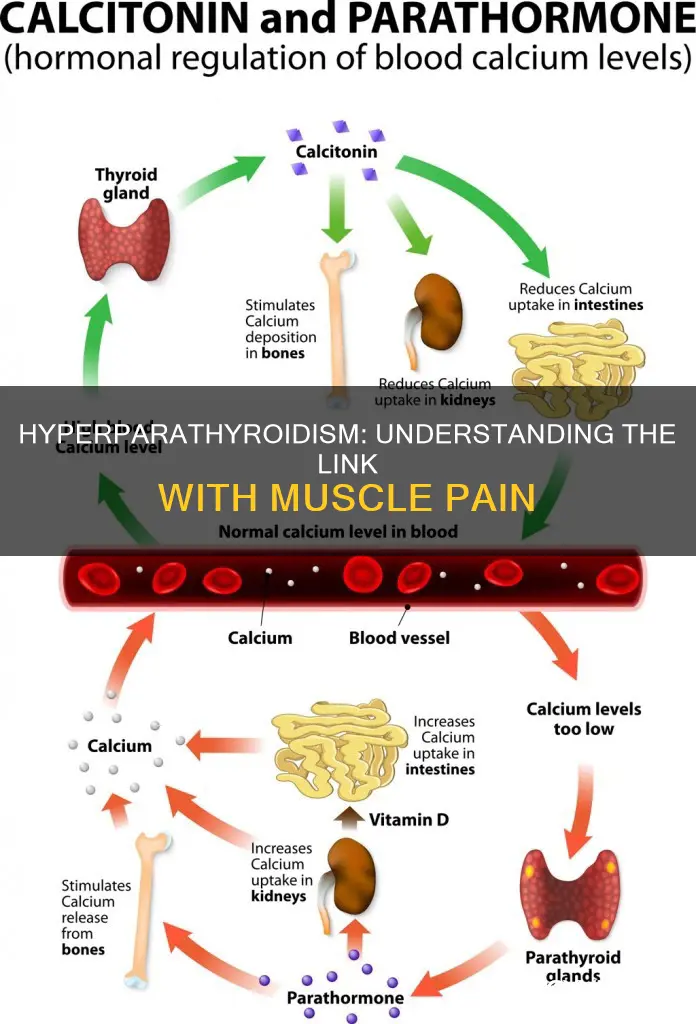 does hyperparathyroidism cause muscle pain