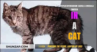 Hyperthyroidism and Muscle Twitch in Cats: What's the Link?