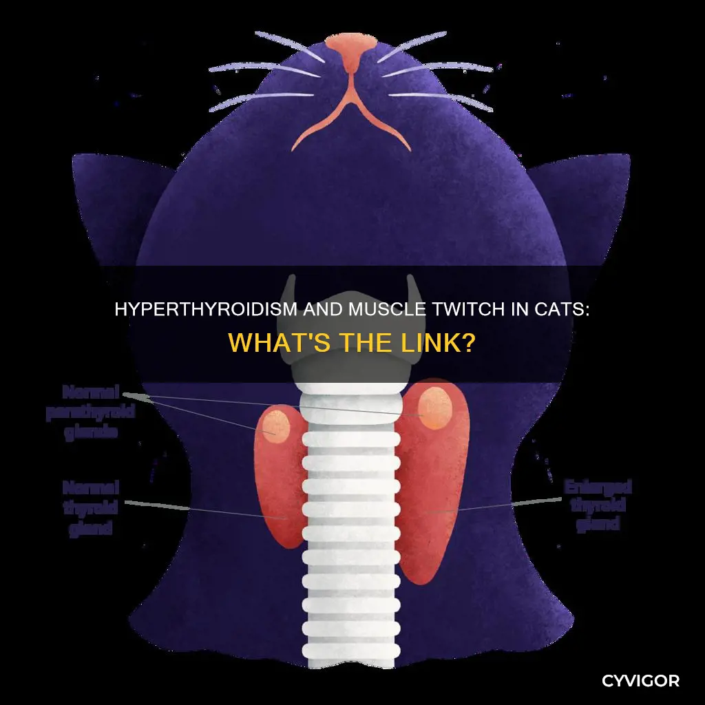 does hyperthyroidism cause a muscle twitch in a cat