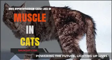 Hyperthyroidism: Muscle Loss in Cats Explained