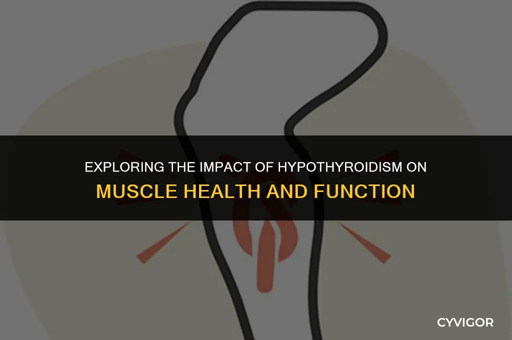 does hypothyroidism affect muscles