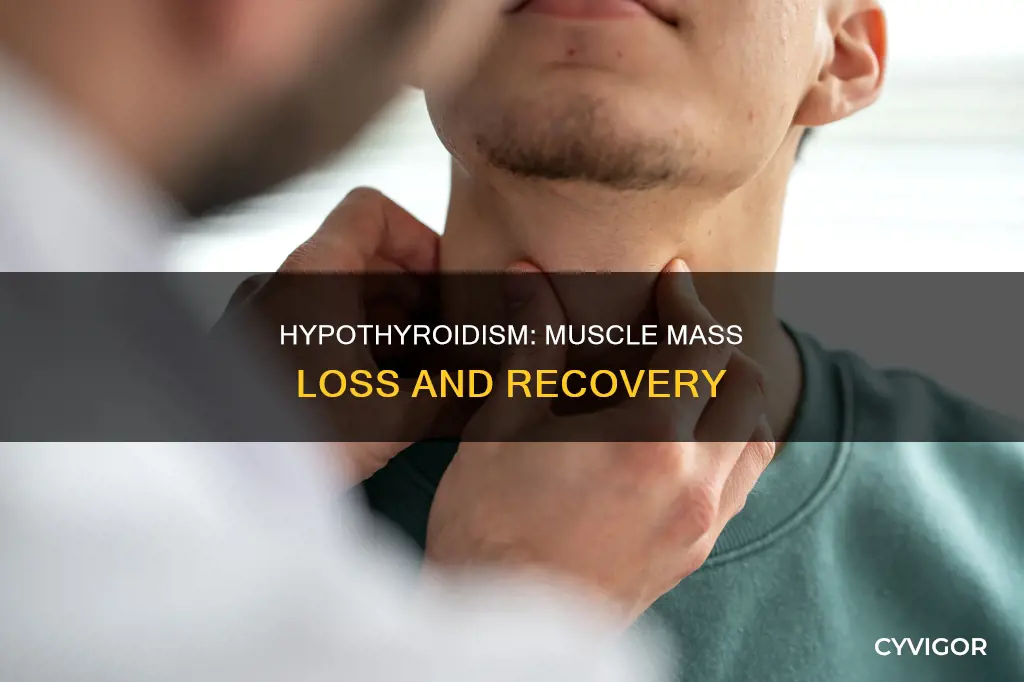 does hypothyroidism cause loss of muscle mass