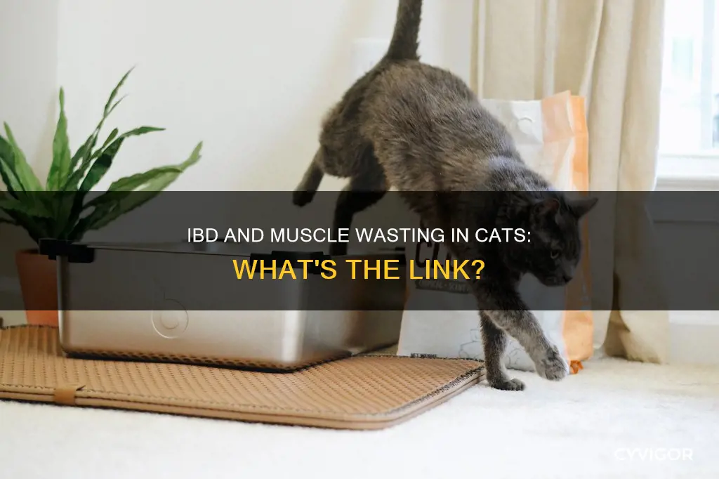 does ibd cause muscle wasting in cats