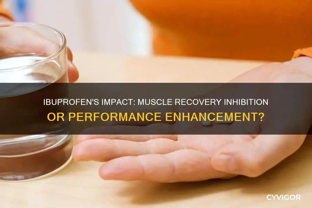 does ibuprofen inhibit muscle recovery