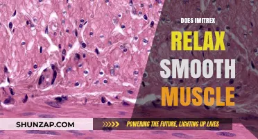 Does Imitrex Relax Smooth Muscle? Exploring Its Mechanism and Effects