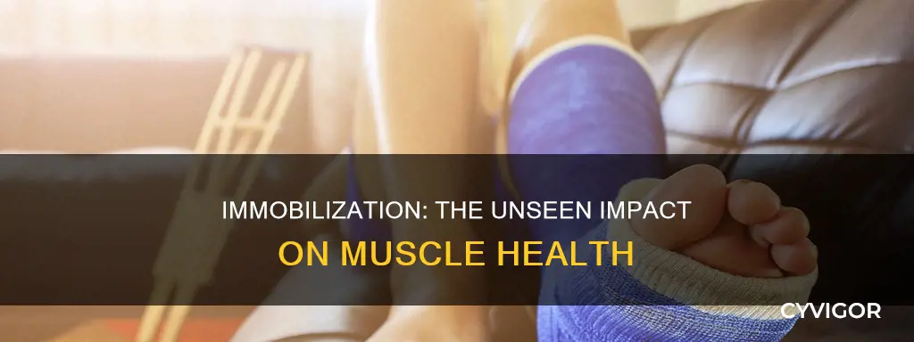 does immobilization shorten muscle