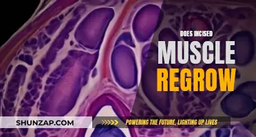 Incised Muscle Regeneration: What's the Reality?