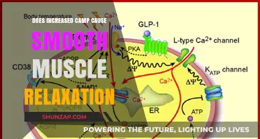 How cAMP Influences Smooth Muscle Relaxation