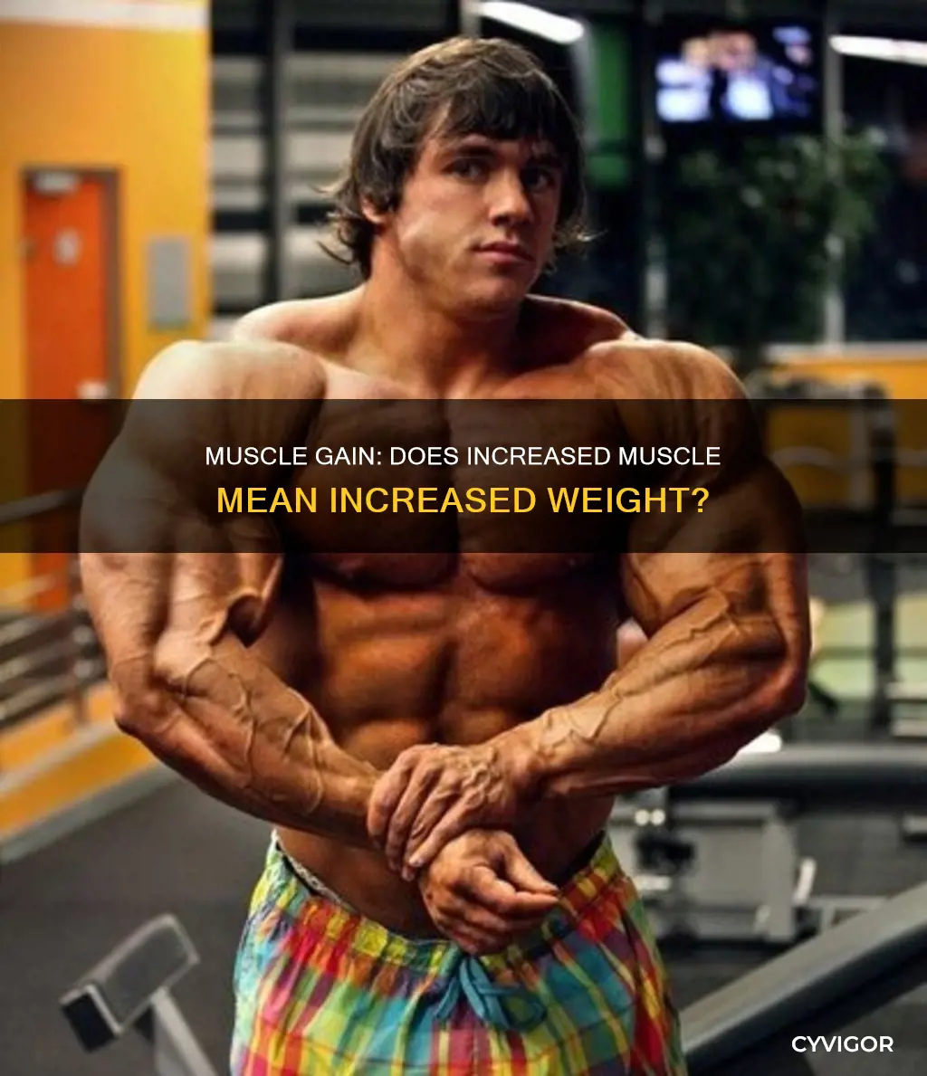 does increased muscle increase weight