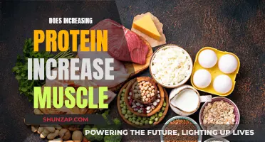 Protein's Power: Building Muscle with Increased Protein Intake