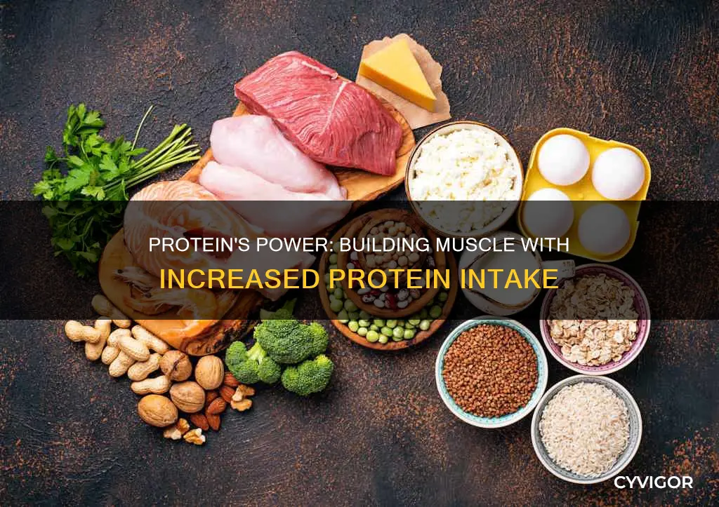 does increasing protein increase muscle