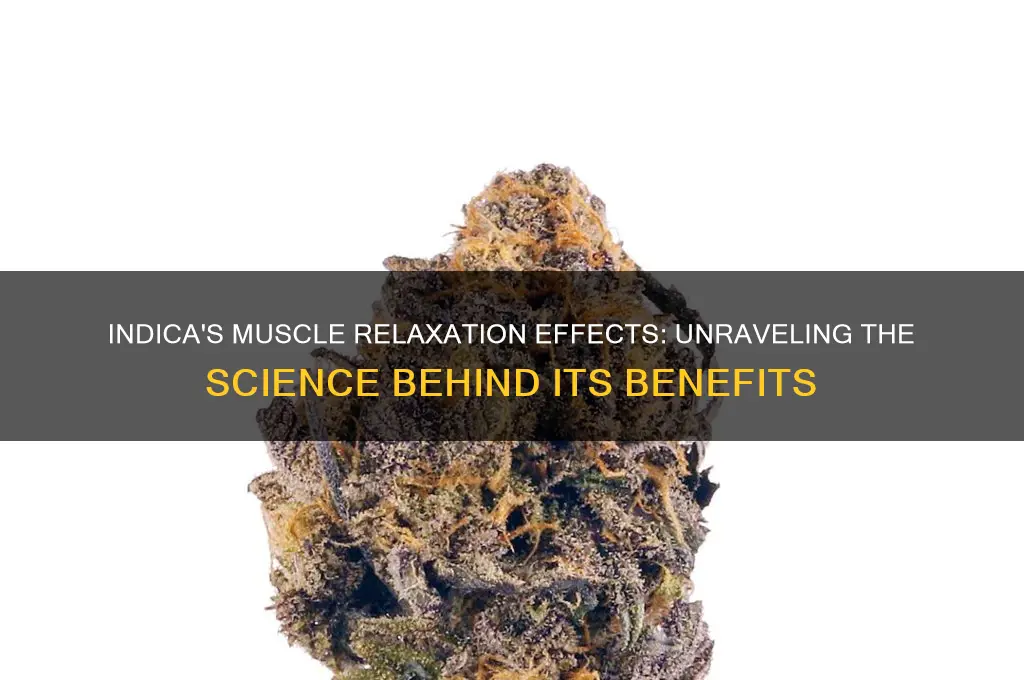 does indica relax your muscles