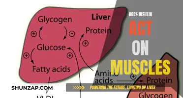Insulin's Muscle Actions: What You Need to Know