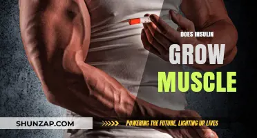 Insulin's Role in Muscle Growth: Fact or Fiction?