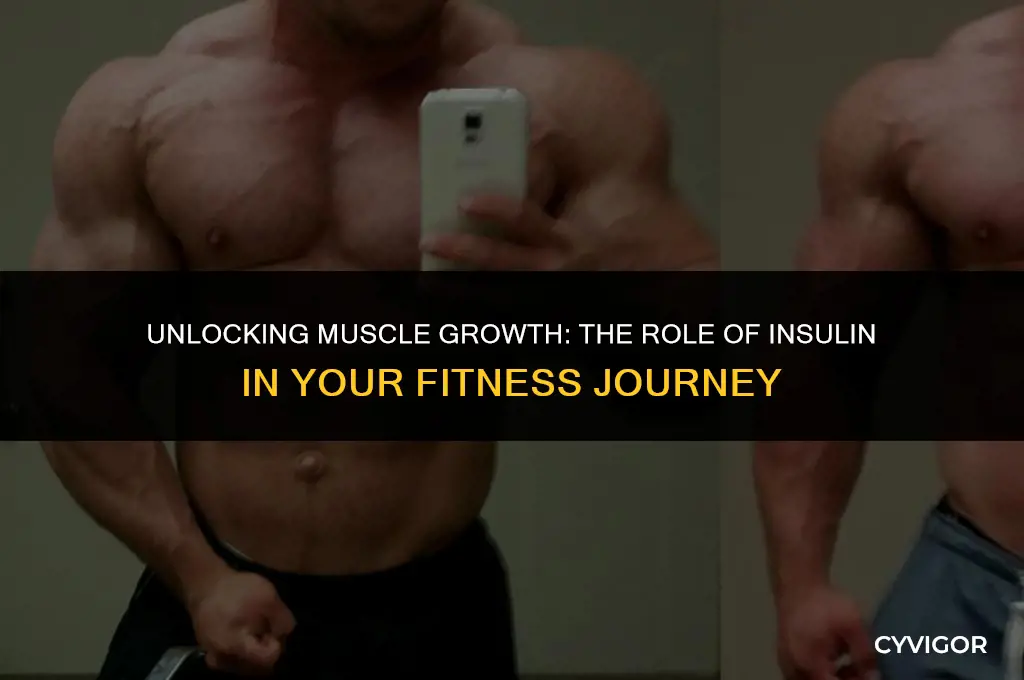 does insulin help build muscle