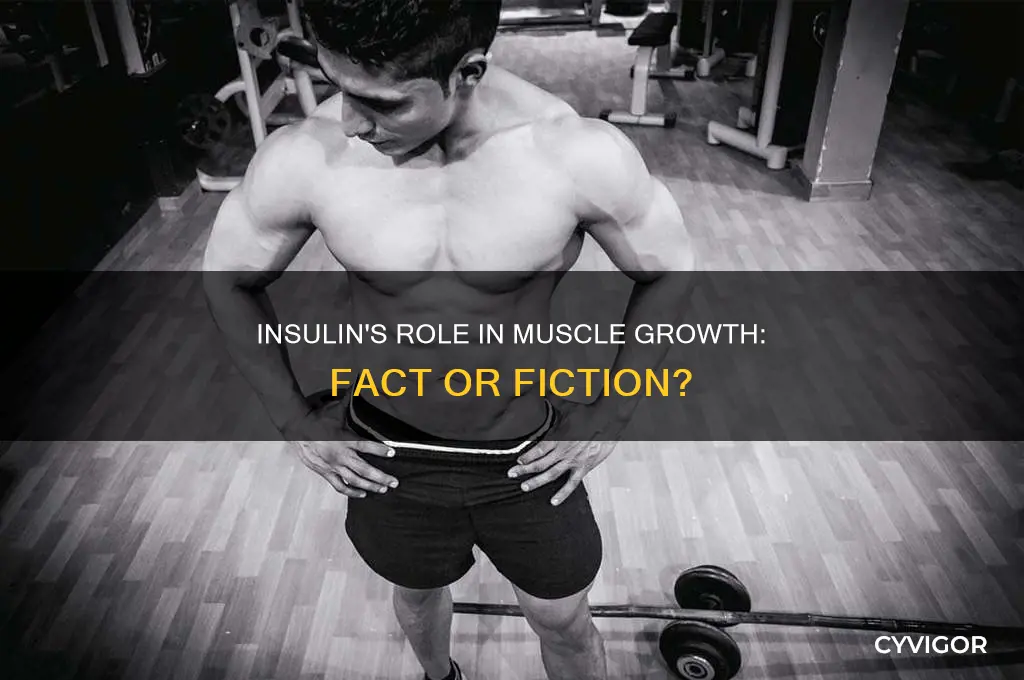 does insulin help you gain muscle