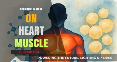 Insulin's Role in Heart Muscle Function: What Research Reveals