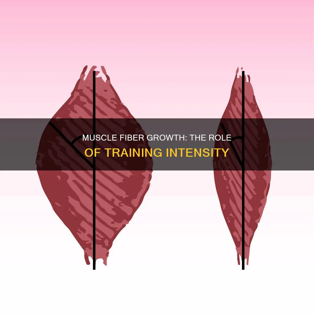 does intensity effect muscle fiber