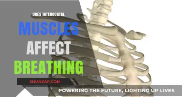 The Impact of Intercostal Muscles on Breathing: A Comprehensive Guide