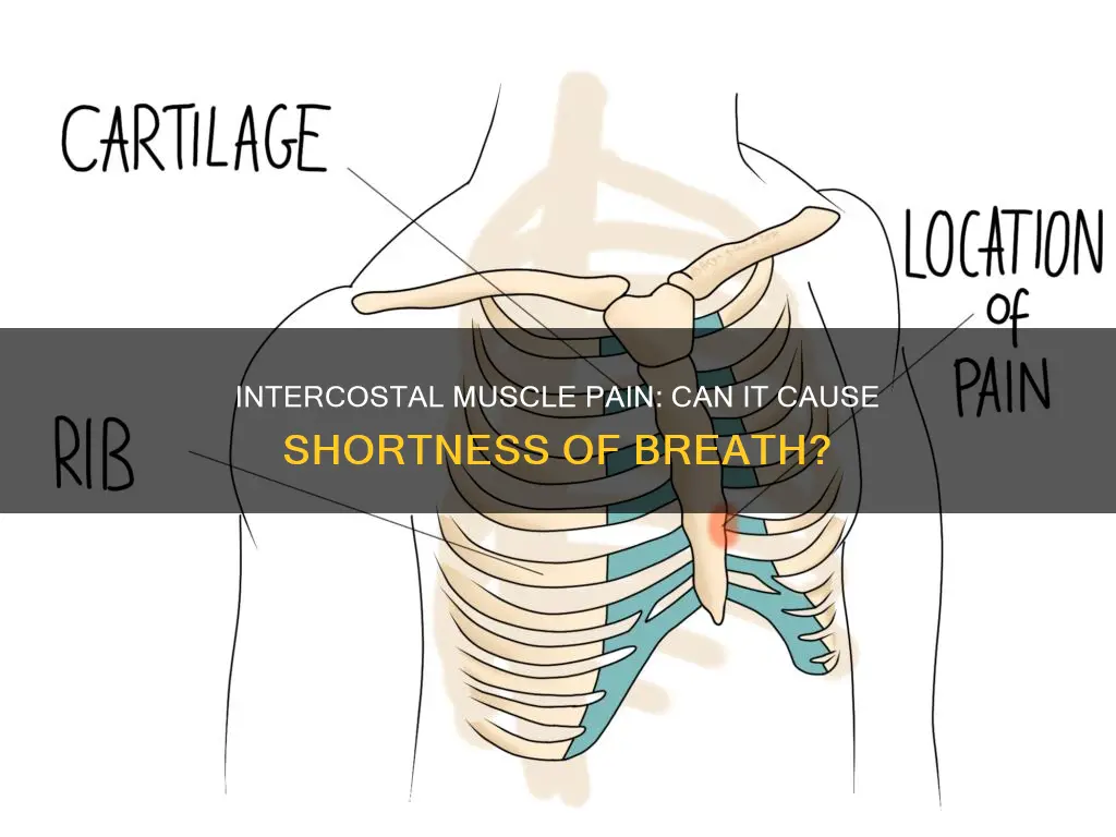 does intercostal muscles pain cause shortness of breath