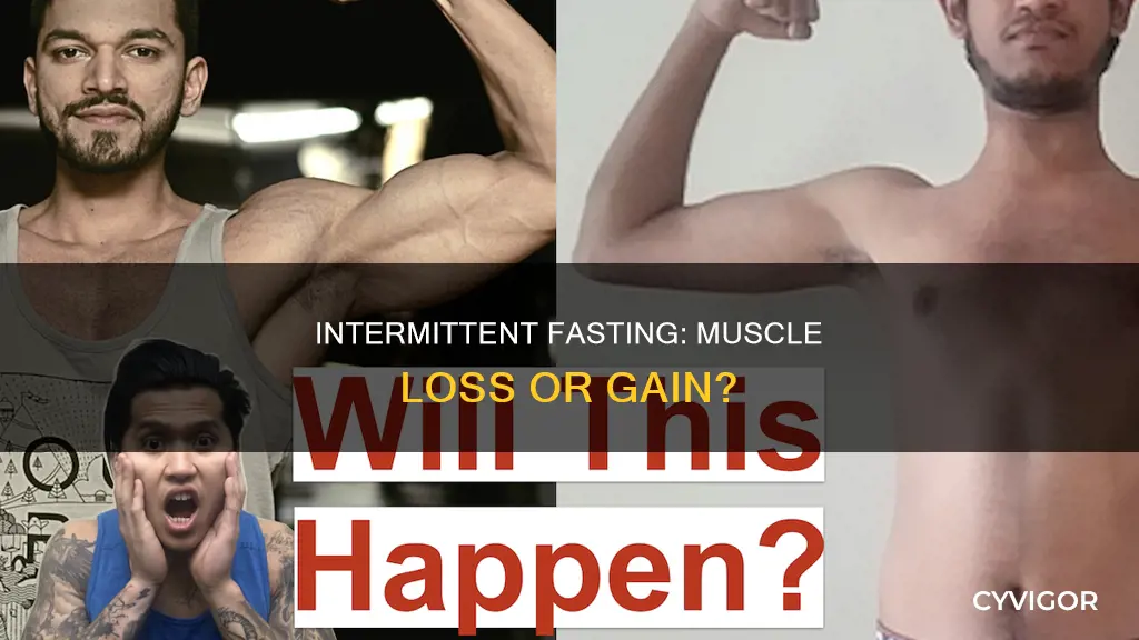 does intermittant fasting cause muscle loss