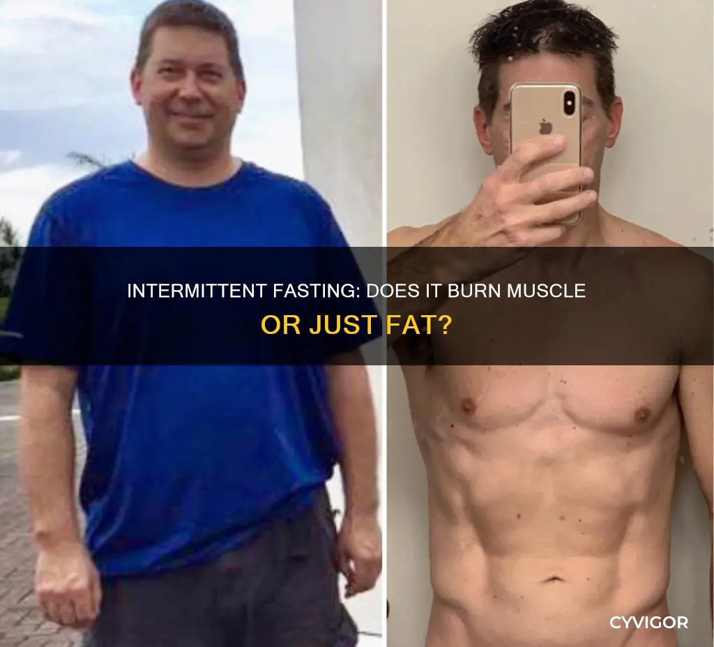 does intermittent fasting burn muscle